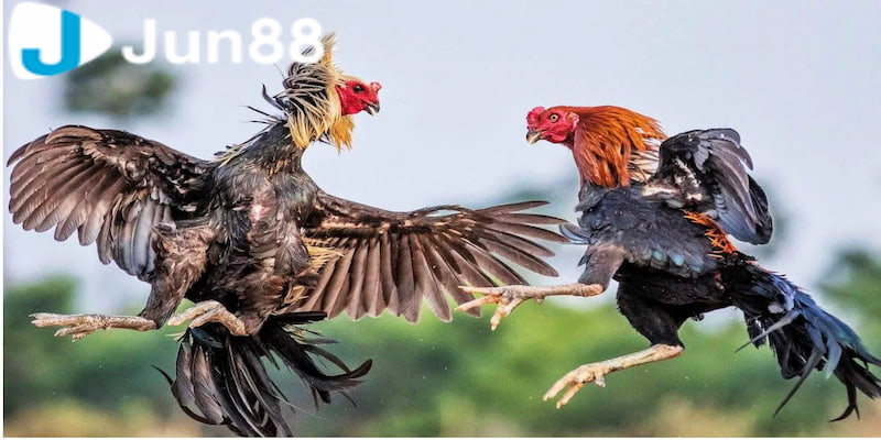 Đá Gà Campuchia - Loại Hình Đá Gà Hợp Pháp Tại Campuchia